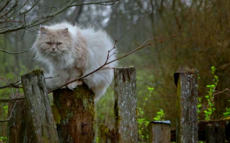 Are you looking at me? - animals, cute, fence, pet, cat