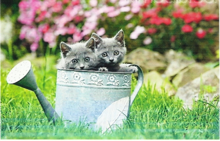 Charteeux kittens