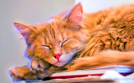 Sleeping - cute, sleeping, cat, papers, animals