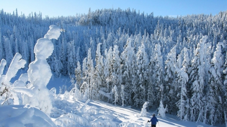 Snowy Pine Trees - Trees, Snow, Nature, Winter, Pines