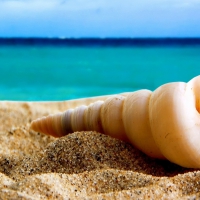 Shell on the Beach