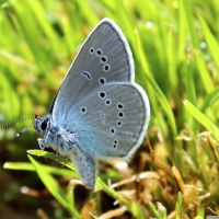 BUTTERFLY IN DIAMONDS