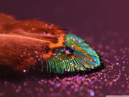 FEATHER LIGHT - photos, birds, refection, orange, colorful, peacock, nature, feathers, texture