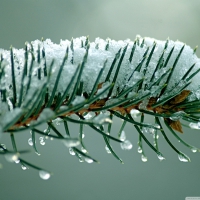 SNOW DROPS ON FIR TREE BRANCH