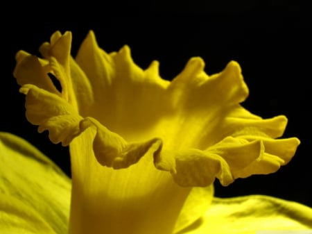 THE TRUMPET WILL SOUND - photos, yellow, beautiful, beauty, lovely, flower, petals, lily, trumpet, lilly, macro, background, close up