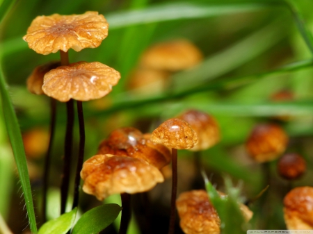 BOKEH MUSHROOMS - photos, bokeh, grasses, nature, mushroom, macro, close up