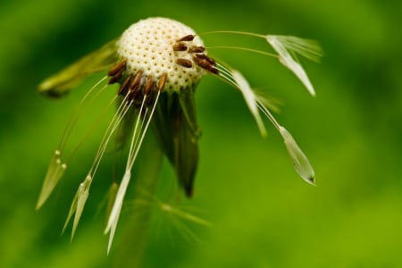 MACRO GRASS HEAD - photos, summer, spring, grass, dandelion, flower, head, nature, macro, weed, close up