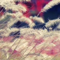 gorgeous flowers