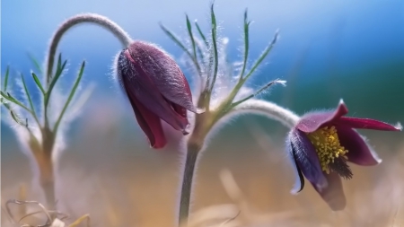 Love of nature - love, nature, purple, softness, beautiful, flowers