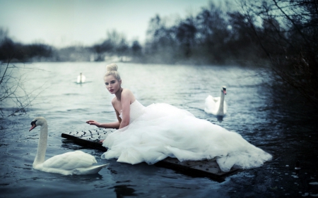 Swan Love - white, love, swan, model