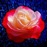 Rose With Enhanced Background