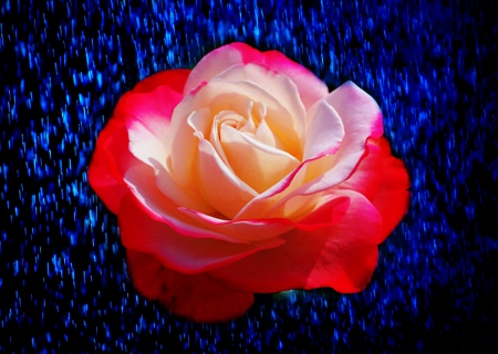 Rose With Enhanced Background