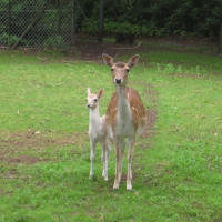 mother and baby deer