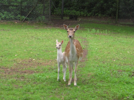 mother and baby deer - nature, baby, animals, mother, deer