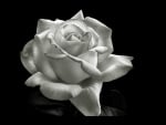 White Rose