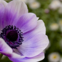 Purple poppy