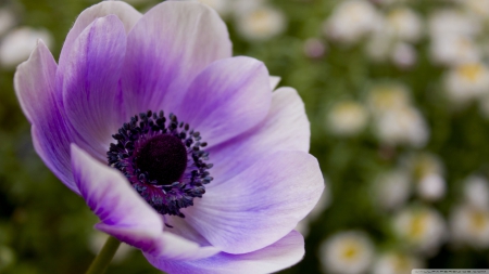 Purple poppy - flowers, poppy, nature, purple