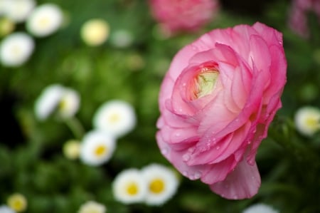 *** RANUNKULYUS - Asian buttercup *** - nature, buttercup, pink, petals, flowers, asian, flower