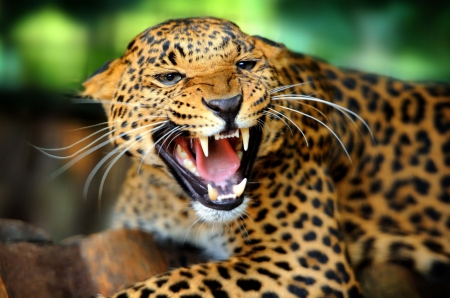 beautiful leopard - big, leopard, cats, wild