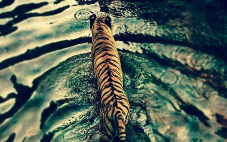 wading - cat, photography, water, wet, nature, wild, stripes, animal, tiger