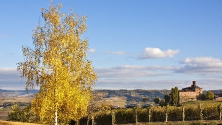 castle in the countryside - vineyard, autumn, fields, tree, castle