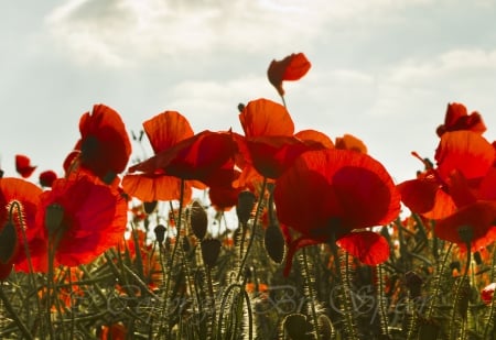 *** Poppies *** - flowers, poppies, flower, natural