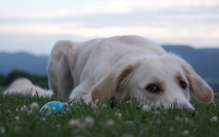 *** Dog on the meadow *** - animal, animals, dogs, dog