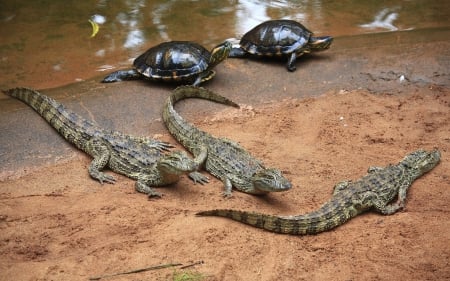 *** Turtles and crocodiles ***