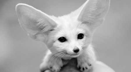 i hear that! - funny, animal, cute, love, adorable, white, big, ears, photography, fur