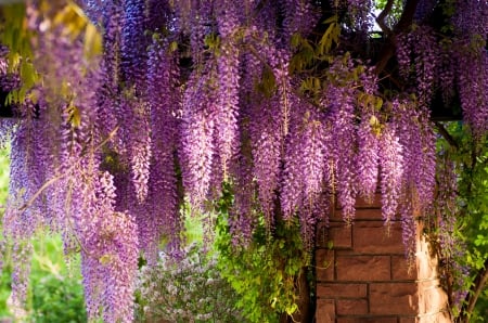 *** Wisteria *** - flowers, nature, wisteria, flower, tree