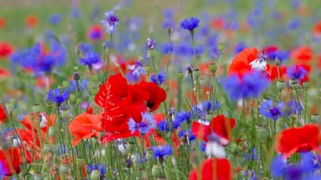 *** Wild flowers *** - nature, flowers, flower, wild