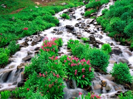 Small water stream - summer, forest, creek, beautiful, grass, river, small, nature, cascades, stream, greenery, pretty, flowers, slpe, freshness, nice, lovely, green, mquiet