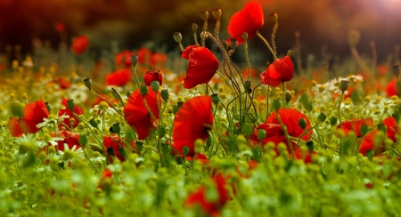 Flowers - red poppies - flowers, red, poppies, chamomile