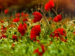 Flowers - red poppies