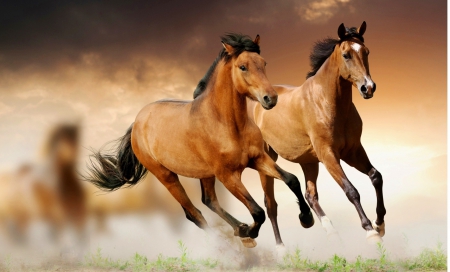 Two horses - horses, animals, beasts, gallop, two