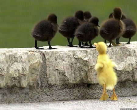 THE UGLY DUCKLING - black, waitup, duckling, yellow, ugly