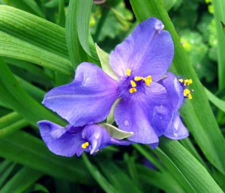 Flower - photography, nature, yellow, macro, beautiful, blue, green, drop, flowers, flower