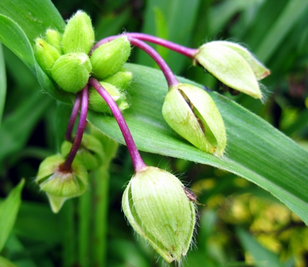 Beautiful green - nature, macro, photography, beautiful, green, flowers, flower