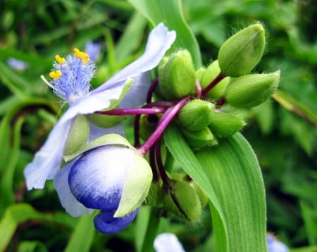 Blue - nature, macro, blue, photography, beautiful, green, flowers, flower