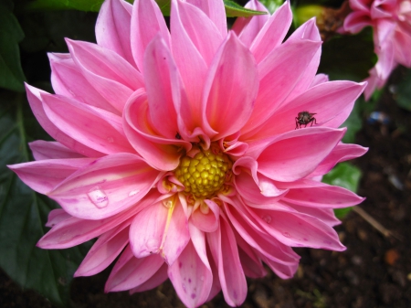 Pretty in pink - nature, macro, pink, photography, flowers, flower