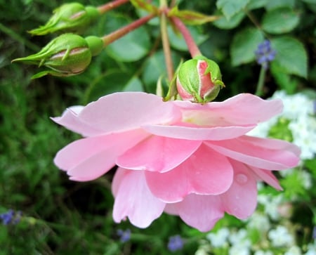 Rose - nature, macro, pink, photography, green, rose