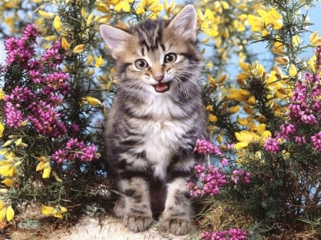 kitty in the flower garden