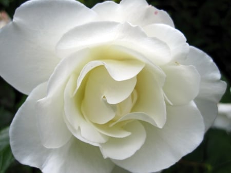 Soft white - white, nature, macro, soft, photography, beautiful, rose