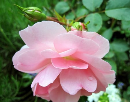 Soft pink - nature, macro, pink, soft, photography, beautiful, rose