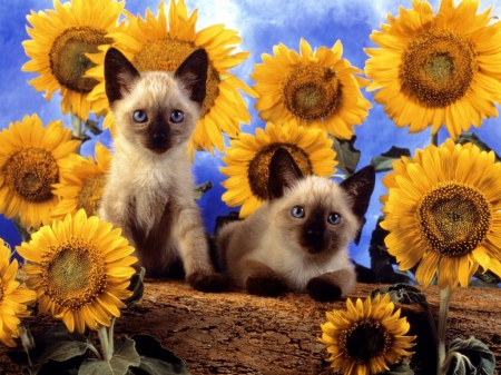 sunflowers & kitties