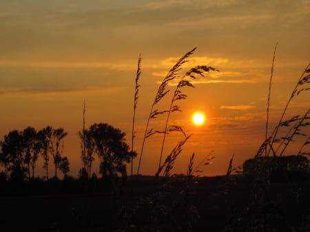 Suns@t - trees, sunset, nature, view, photography, sunsets, tree, sun