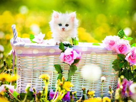 fluffy in the rose basket - fluffy, animals, cats, rose basket