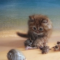 cute kitty for kitty1234