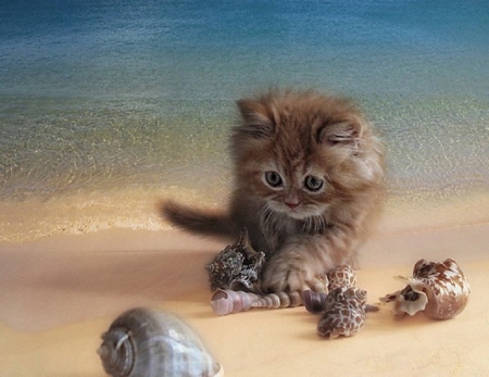 cute kitty for kitty1234 - beach, kitty, animals, cats, cute