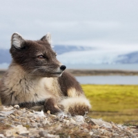 Arctic Fox